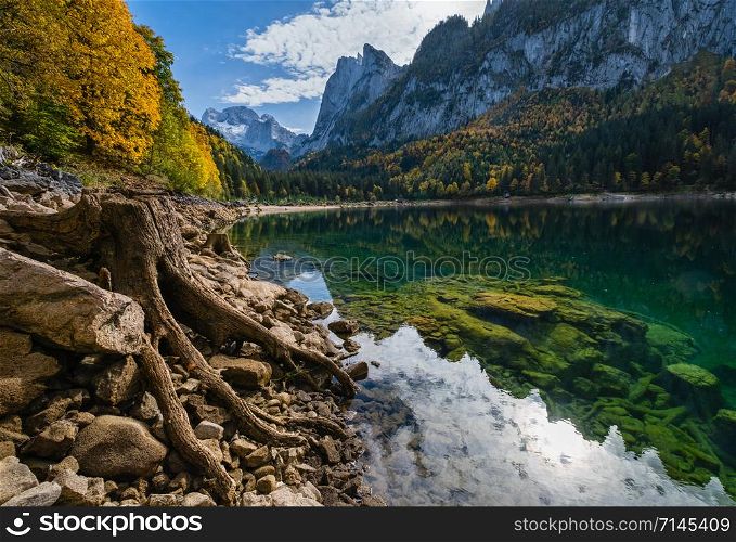 Tree stumps near Gosauseen or Vorderer Gosausee lake, Upper Austria. Colorful autumn alpine view of mountain lake with clear transparent water and reflections. Dachstein summit and glacier in far.