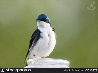 Tree Swallow Close up in Saskatchewan Canada