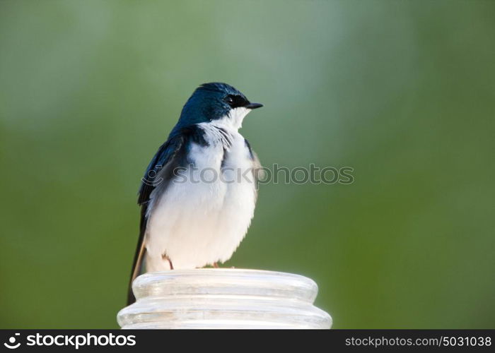 Tree Swallow Close up in Saskatchewan Canada