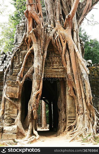 Tree swallowing ancient ruins of Angkor Wat Cambodia