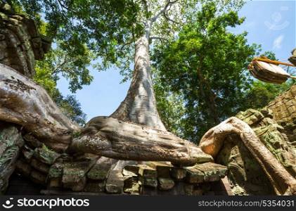 Tree swallowing ancient ruins of Angkor Wat Cambodia