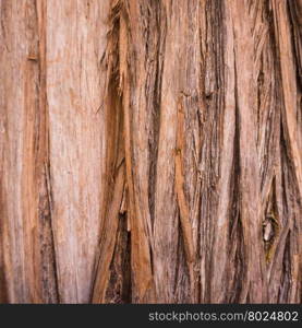 tree texture. Tree background. wood texture