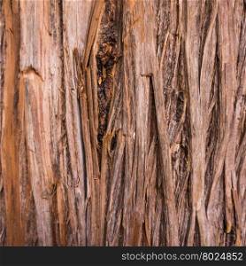 tree texture. Tree background. wood texture
