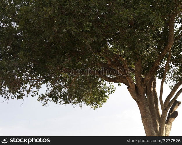 Tree top in Kenya Africa