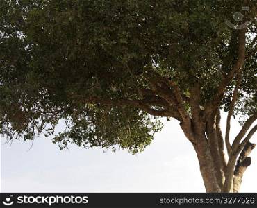 Tree top in Kenya Africa