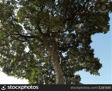 Tree top in Kenya Africa