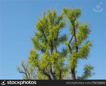 Tree top. Tall tree top over blue sky background
