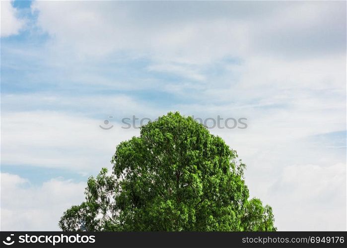 Tree top with blue sky in background.