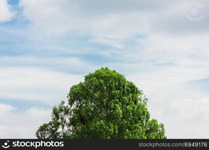 Tree top with blue sky in background.