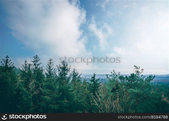 Tree tops in a misty forest with a beautiful view over the woods under a blue sky