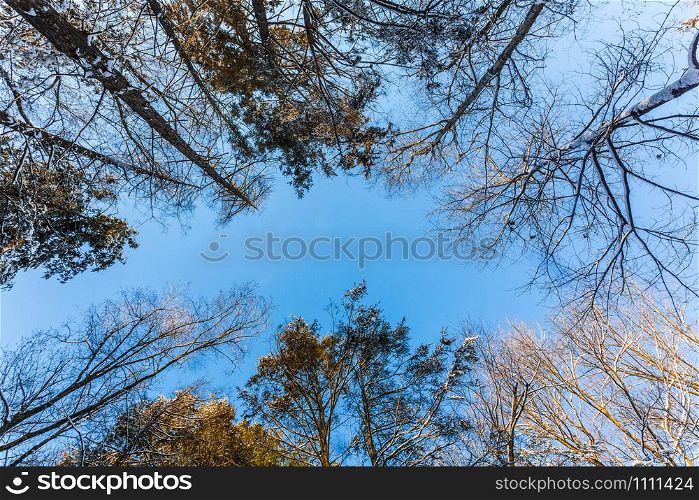 Tree tops of winter forest blue sky sunny day yellow. Tree tops of winter forest blue sky sunny day