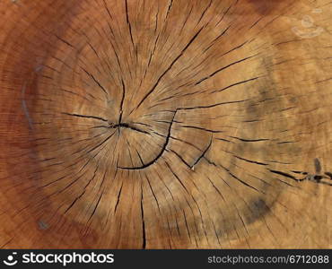 Tree trunk