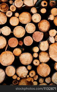 tree trunk after harvest in forest