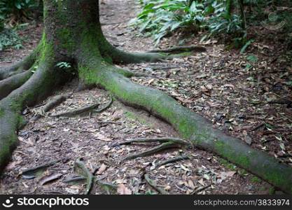 Tree trunk and long root and leaves