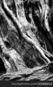 Tree trunk, close-up