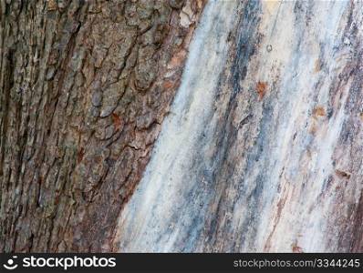 Tree trunk detail