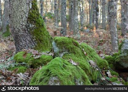Tree trunk full of moss in an oak forest