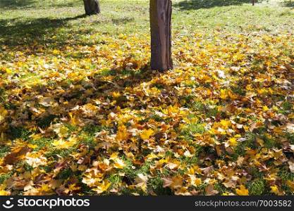 tree trunk growing in the autumn season, on the grass is fallen foliage from deciduous trees, maple, birch and other. tree trunk in autumn