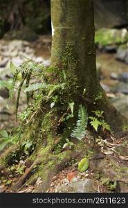 Tree trunk in a rainforest, El Yunque Rainforest, Puerto Rico