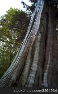 Tree Trunk in Stanley Park in Vancouver, British Columbia, Canada