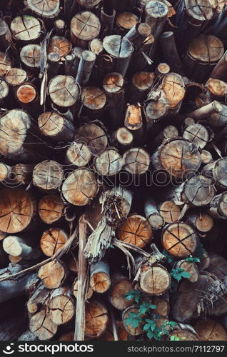 tree trunk in the forest in the mountain