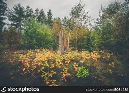 Tree trunk surrounded by colorful leaves in a forest in the fall