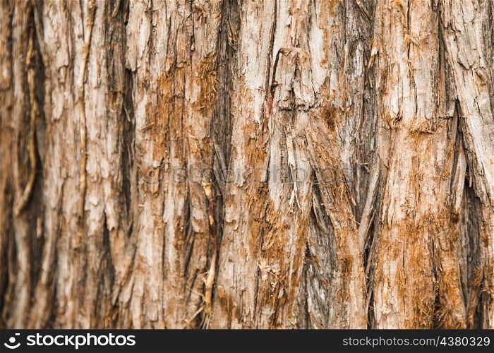 tree trunk texture close up