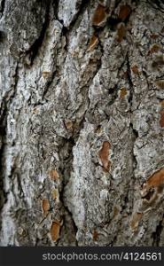 Tree trunk texture. Rough pine log texture