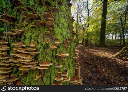 Tree trunk with a distinct texture of bark covered with lichens and fungi Trametes versicolor. Bracket fungus growing from the stump of a dead beech tree