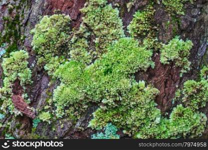 tree trunk with moss, can be used as background