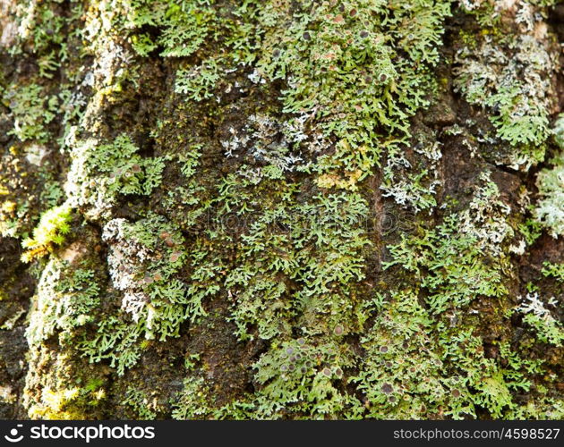 Tree trunk with moss close to wallpaper