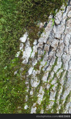 Tree trunk with moss close to wallpaper