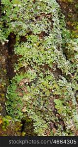 Tree trunk with moss close to wallpaper