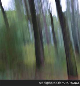 Tree trunks abstract nature landscape motion blur in pine forest.