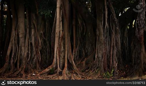 Tree trunks and roots in a forest
