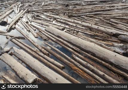 Tree trunks floating on a river creating a log jam