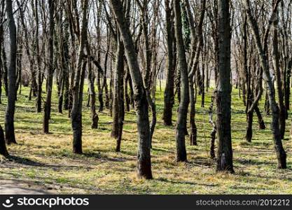 Tree trunks in a dense forest, way through rows of trees.