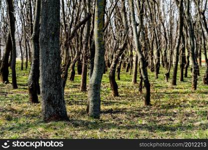 Tree trunks in a dense forest, way through rows of trees.
