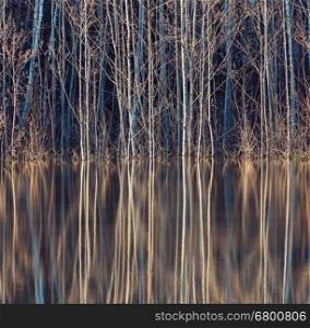 Tree trunks reflected in a lake - close up