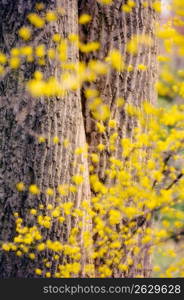 Tree trunks with flowers, close-up