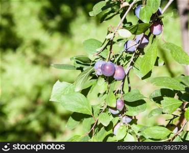 tree twig with ripe plum fruits in forest in summer