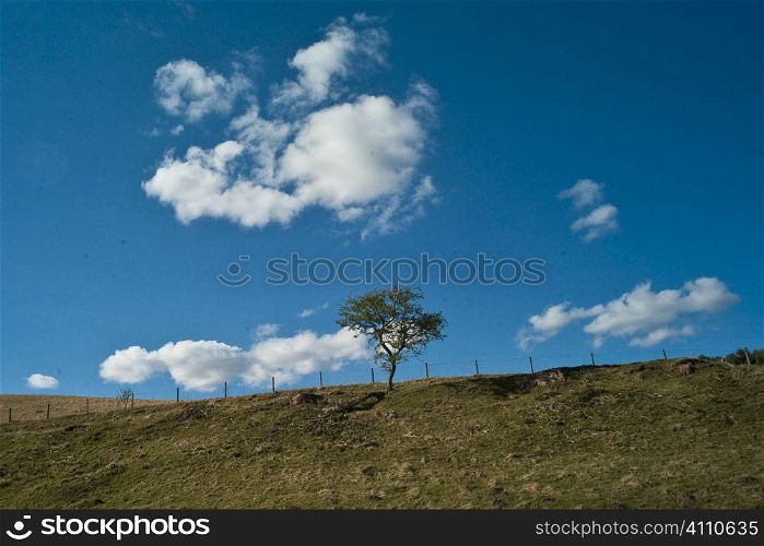 Tree under a cloudy blue sky in Ladykirk, County of Berwick, Scottish Borders