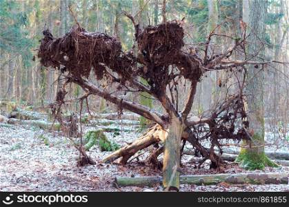 tree uprooted, fallen tree in winter forest. fallen tree in winter forest, tree uprooted