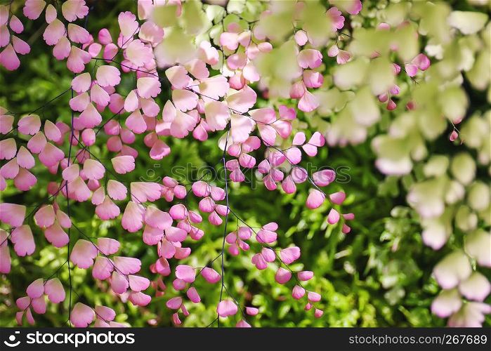 Tree vivid pink color of leaves like sakura color with sunlight behind. Beauty of the nature background.