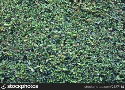 Tree wall background in the garden for design in your work.