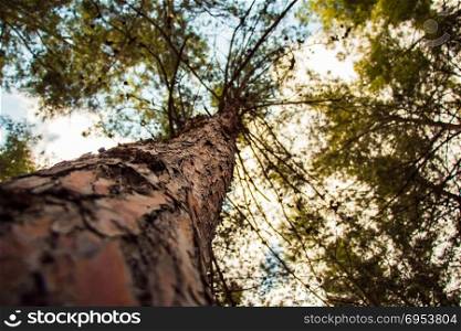 Tree with a narrow depth of field.Brownish color.