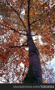 tree with autumn colors in autumn season