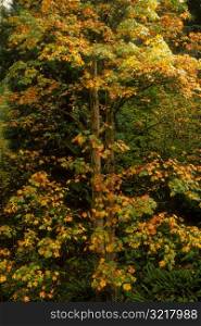 Tree with Autumn Foliage