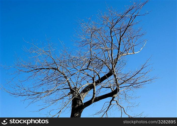 Tree with bare branches against blue sky.