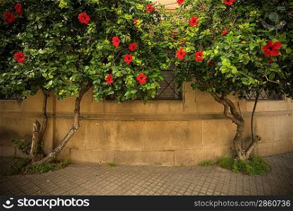 Tree with beautiful red flowers growing against building facade